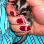 Hold your Sugar Gliders
